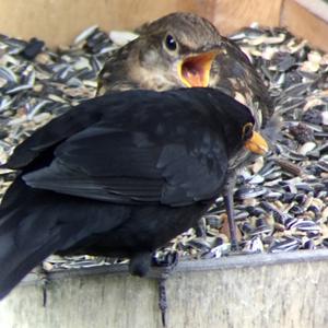 Eurasian Blackbird