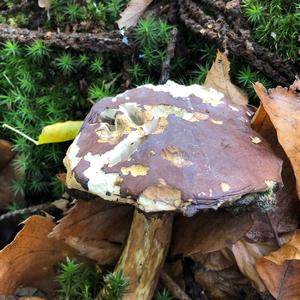 Bay Bolete