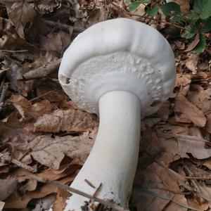 Yellow-foot Agaric