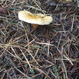 False Chanterelle