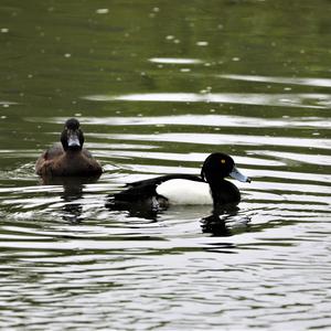 Tufted Duck