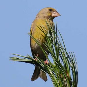 European Greenfinch