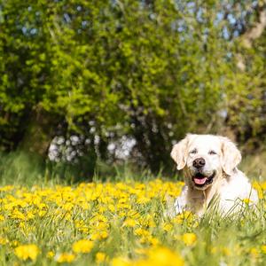 Retriever (Golden)