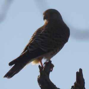 Common Kestrel