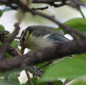 Blue Tit