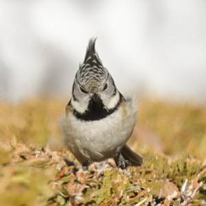 Crested Tit