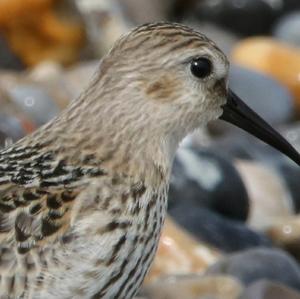 Dunlin