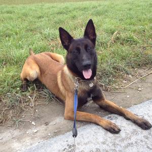 Malinois