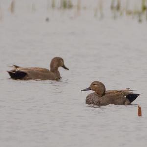 Gadwall