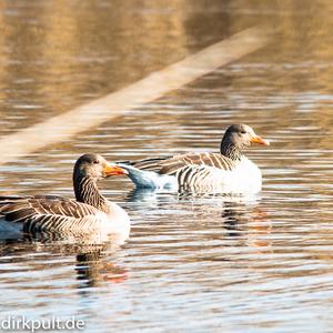 Greylag Goose