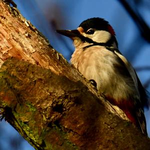 Great Spotted Woodpecker