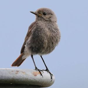 Black Redstart