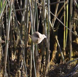 Eurasian Reed-warbler