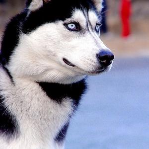 Siberian Husky