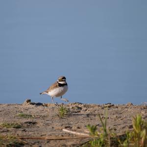 Little Ringed Plover