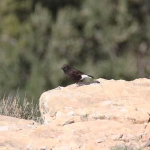 Black Wheatear