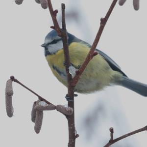 Blue Tit