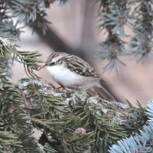 Eurasian Treecreeper