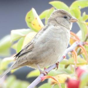 House Sparrow