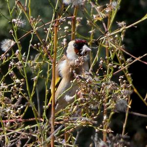 European Goldfinch