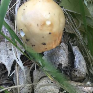 Anise-scented Clitocybe