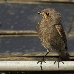 Black Redstart