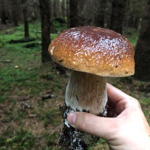 Summer Bolete