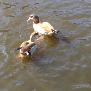 Egyptian Goose