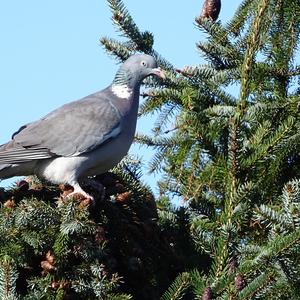 Common Wood-pigeon