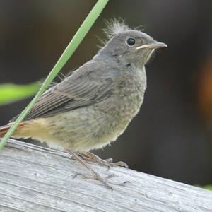 Black Redstart