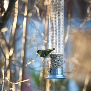 Eurasian Siskin