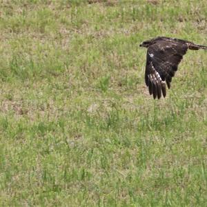 Common Buzzard