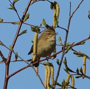 Common Chiffchaff