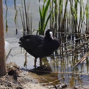 Common Coot