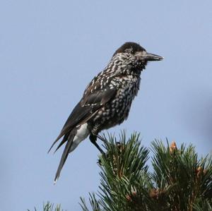 Spotted Nutcracker