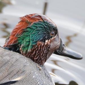 Common Teal