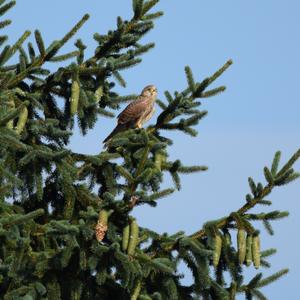 Common Kestrel