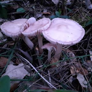 Pink Mycena