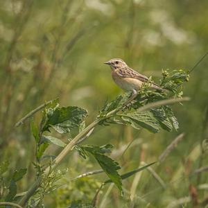 Whinchat