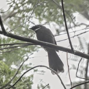 White-throated Fantail