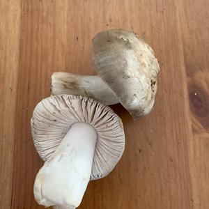 Cloudy Clitocybe