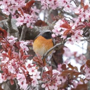 Common Redstart