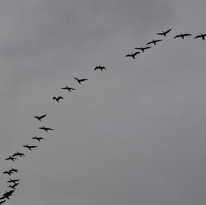 Great Cormorant