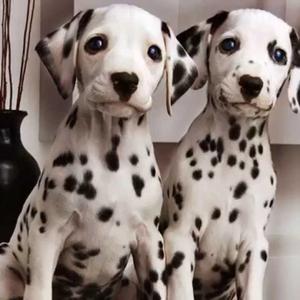 Dalmatian