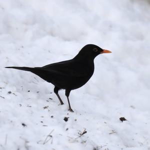 Eurasian Blackbird