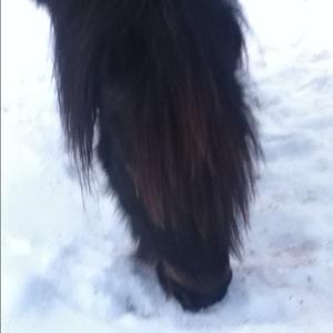 Shetland Pony