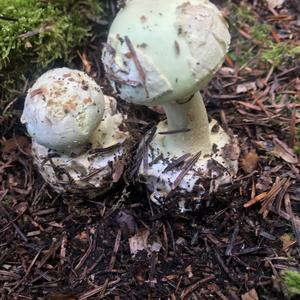 Death Cap