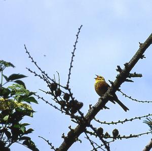 Yellowhammer