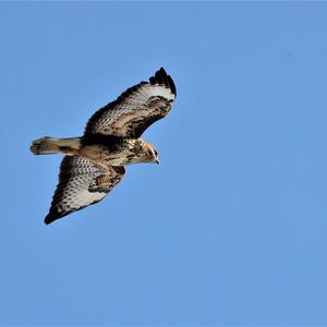 Common Buzzard