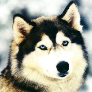 Siberian Husky